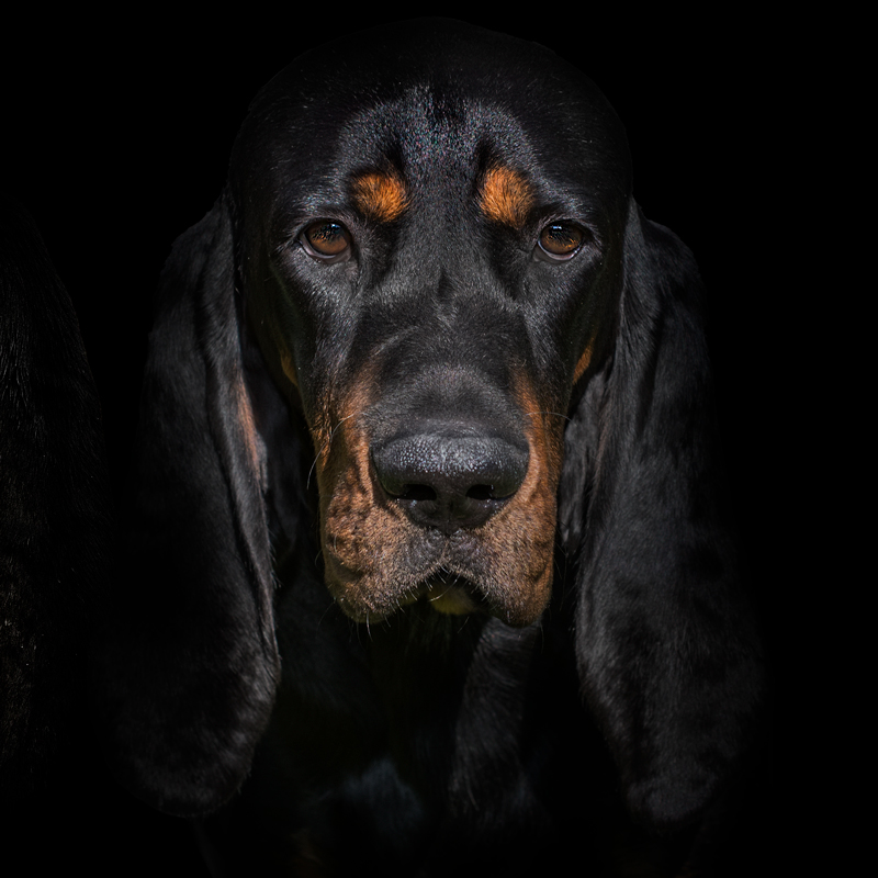 IXI - American Black and Tan Coonhound