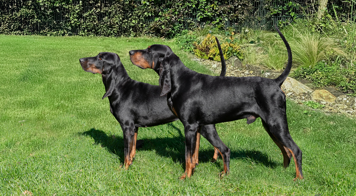 _ALB1029-Ava-Aragon-1 Aragon from Charming Shadow & Ava from Red Castle