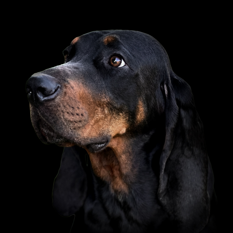 Ad-hoc - American Black and Tan Coonhound