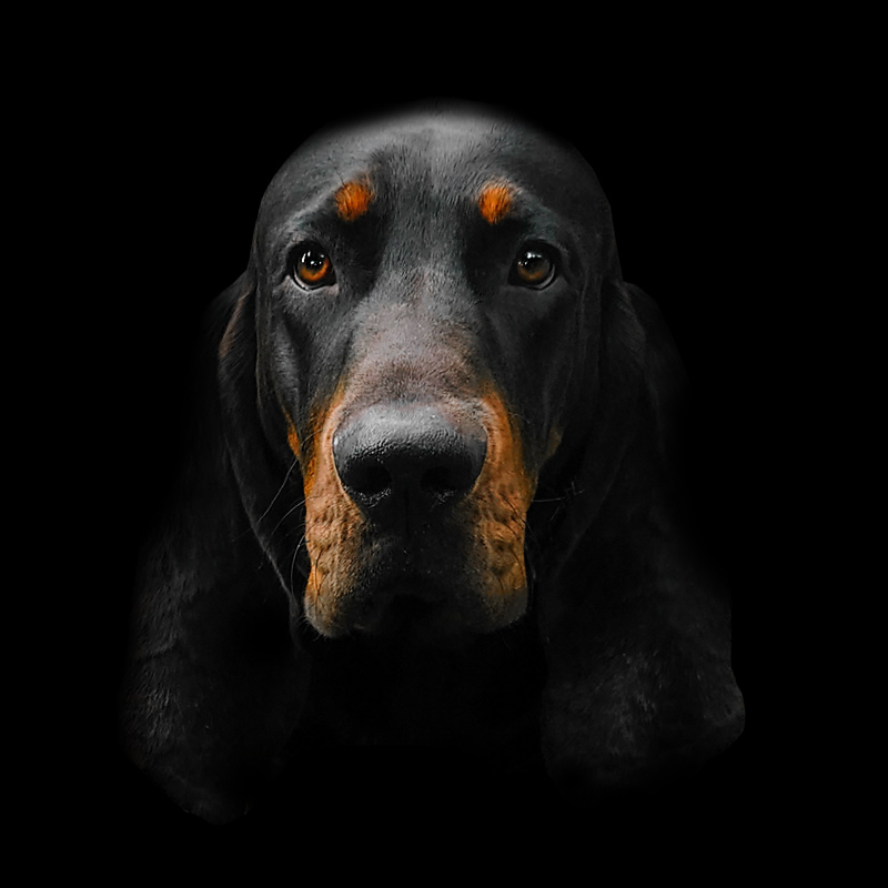 Ad-hoc - American Black and Tan Coonhound