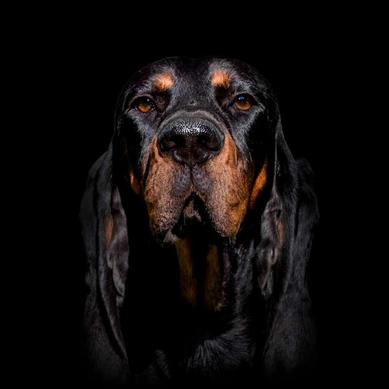 IXI - American Black and Tan Coonhound