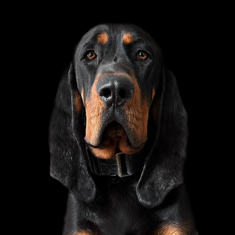 IXI - American Black and Tan Coonhound