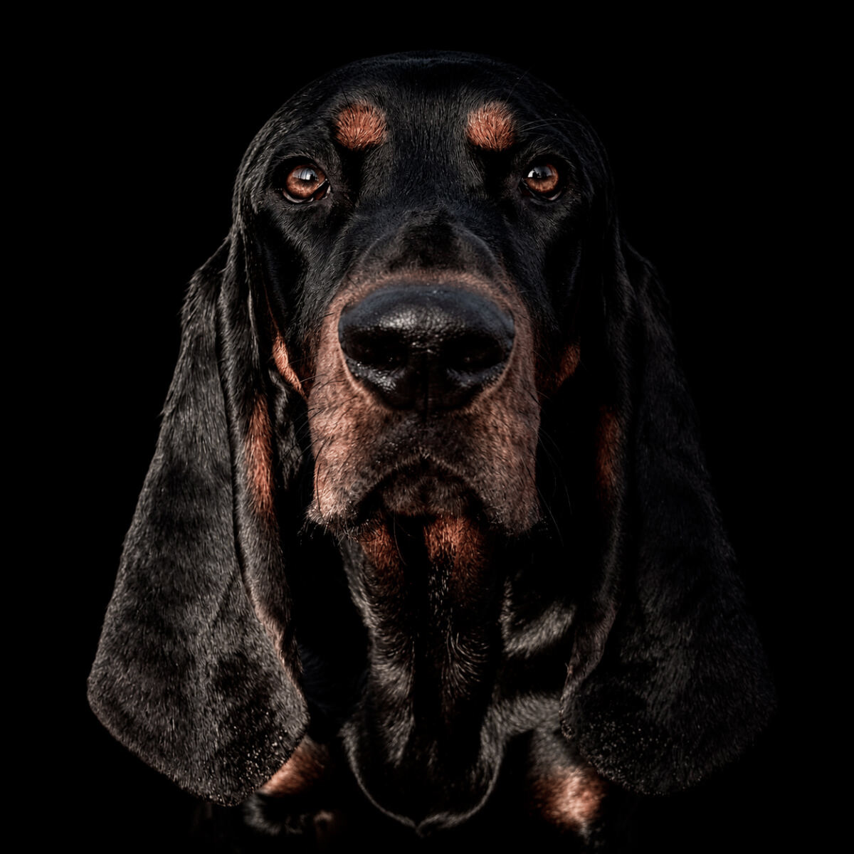 Be Aemilius -Ari - American Black and Tan Coonhound