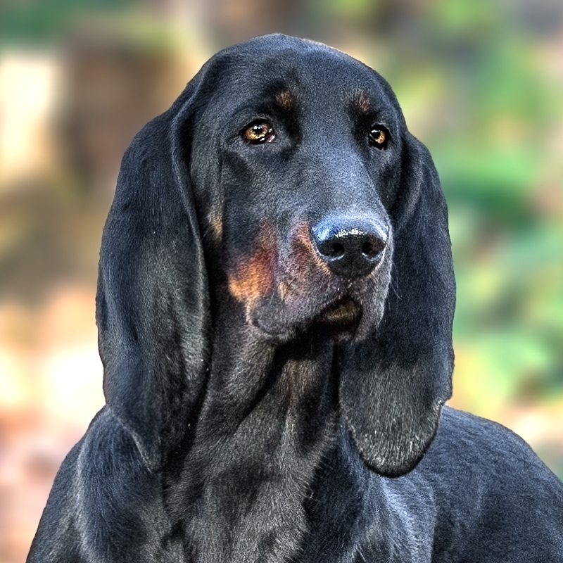 Ava Black and Tan Coonhound