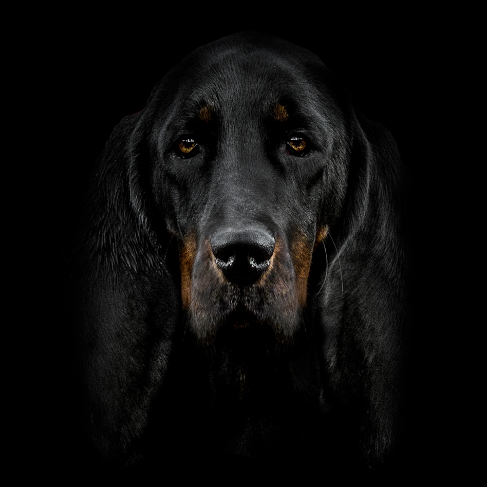 Unsere Coonhounds - Amerikaanse zwartbonte Coonhound Ava