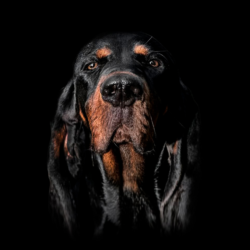 Bada Boom - American Black and Tan Coonhound