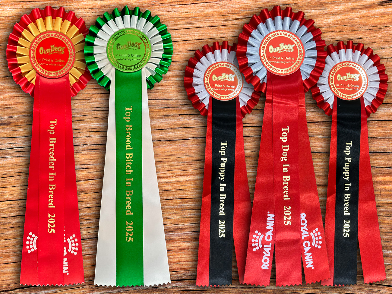 Crufts 2026 Cunninghams Antonov BOB