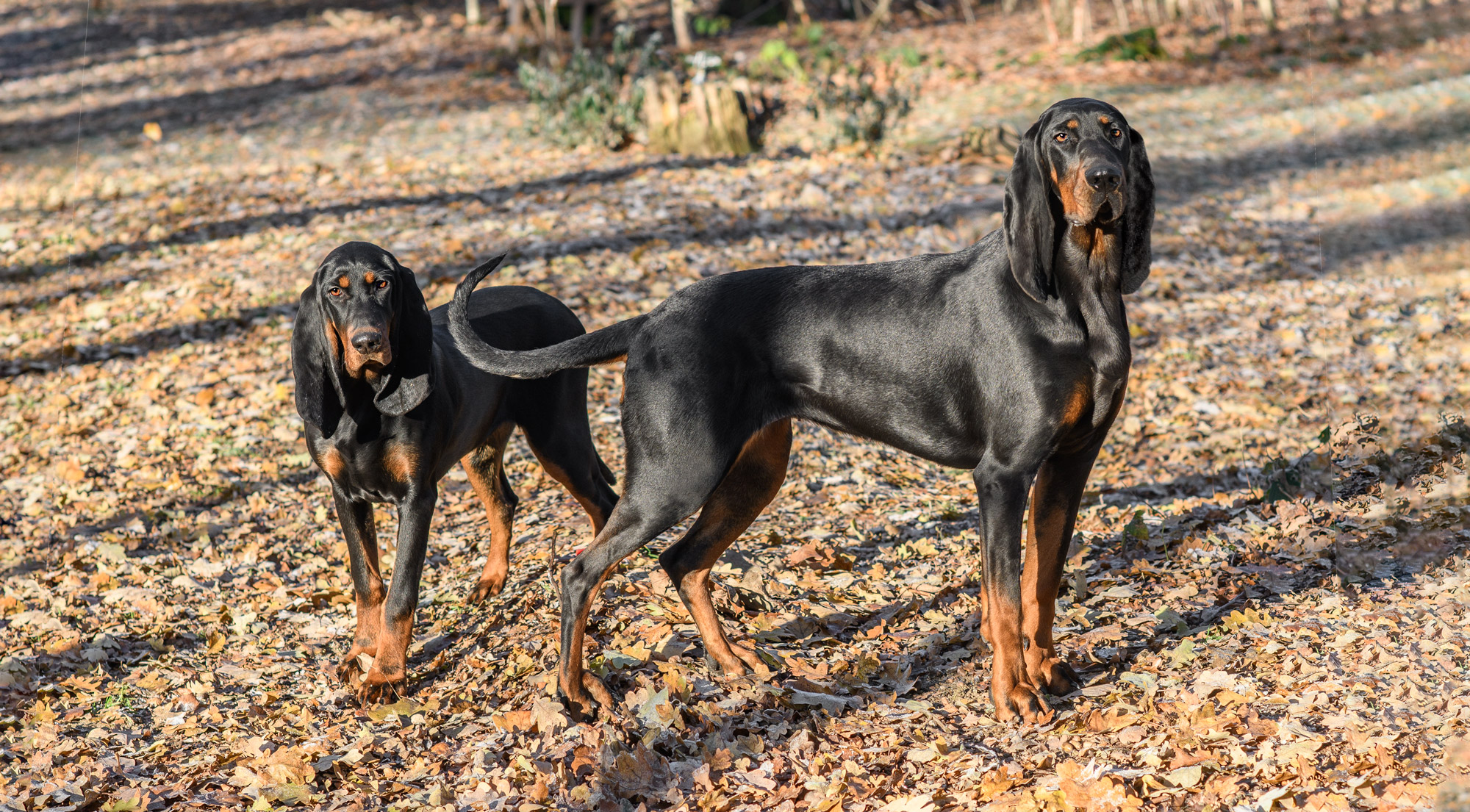 Black and Tan Coonhound - The breed 