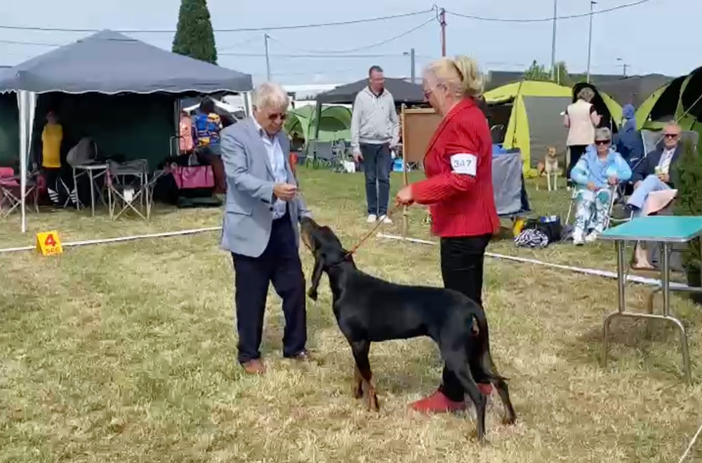 Golden Dog Trophy in Herve 2023