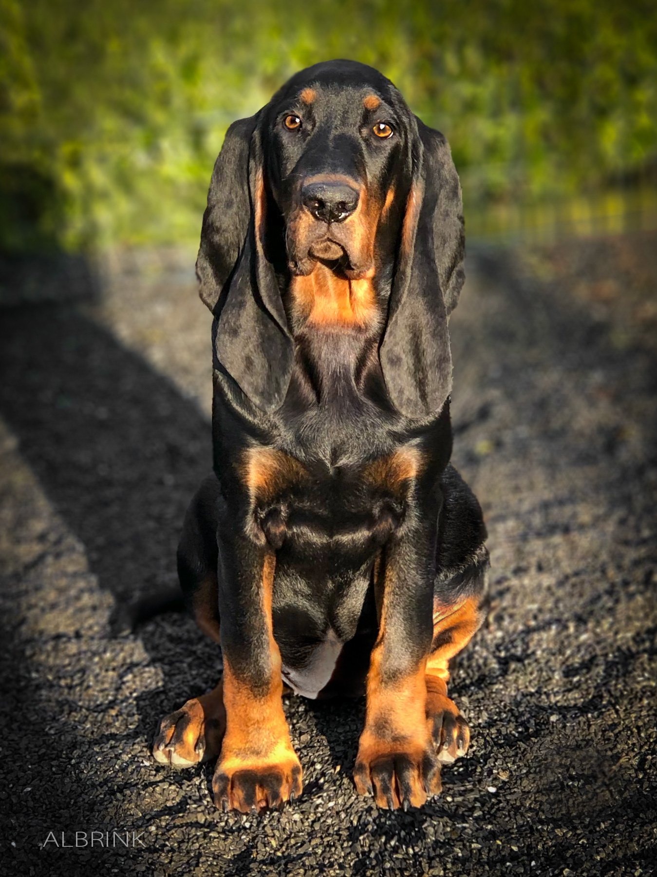 Black and Tan Coonhound Welpen