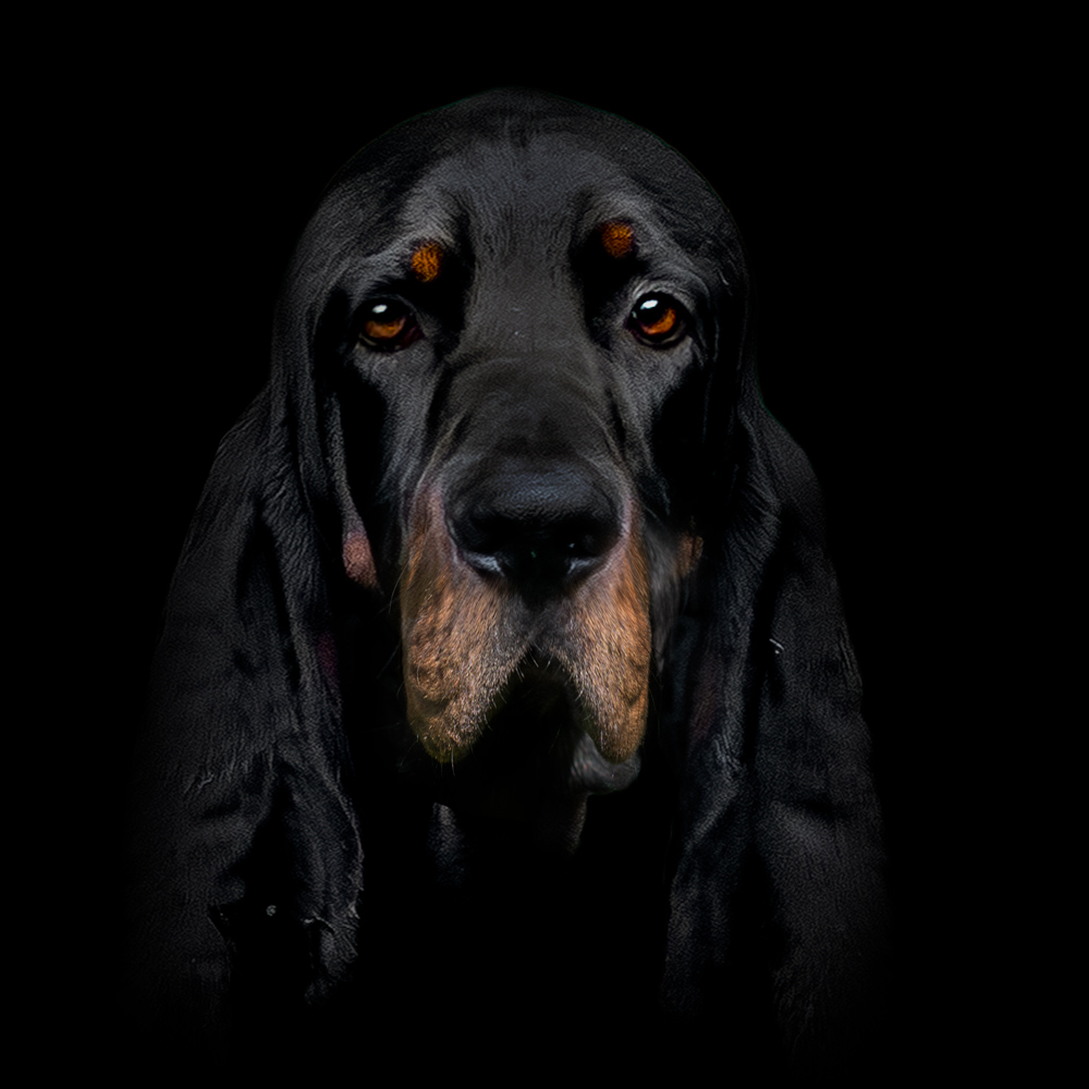 Antonov - American Black and Tan Coonhound