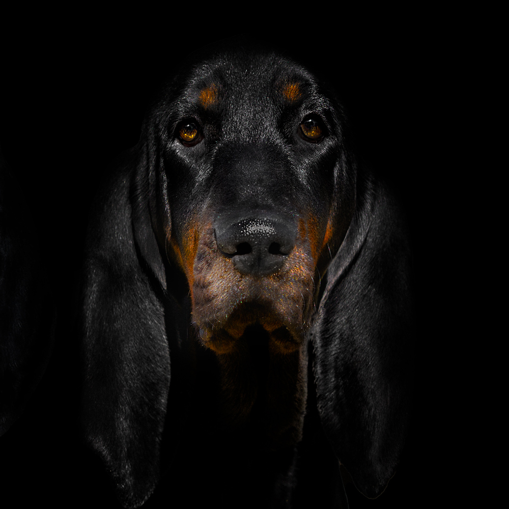Unsere Coonhounds - American Black and Tan Coonhound Ava