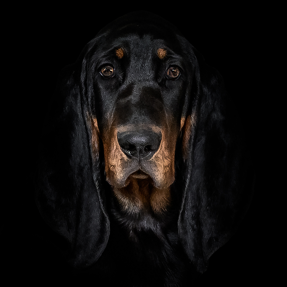 Black and Tan Coonhound Halloween