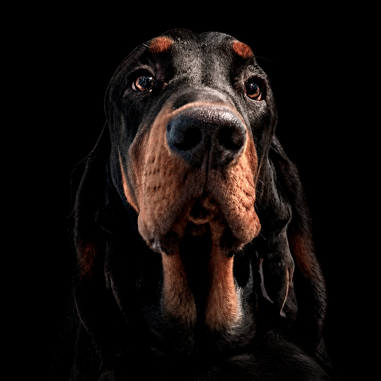 Al Dente - American Black and Tan Coonhound