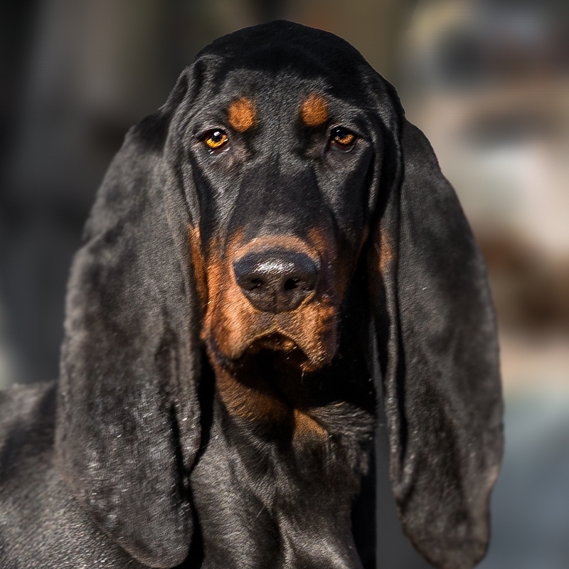 Black and Tan Coonhound ixi